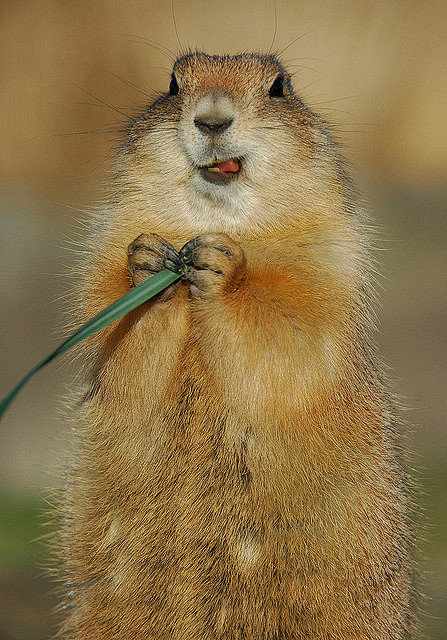 Mmm tasty grass 3 | ...