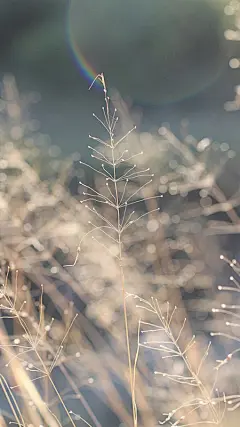 9张美到内心深处的花草植物特写唯美图片
