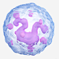 白细胞3D立体插画png免抠素材_新图网 https://ixintu.com 生物学 健康 白细胞3D立体插画 半透明 粉色 医疗 微生物