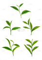 素材组合-植物绿叶茶叶元素素材