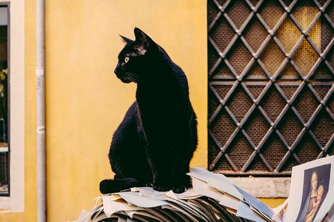 blackcatinfrontofyellowwall