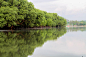 Mangrove forest by Apirat Vajasit on 500px