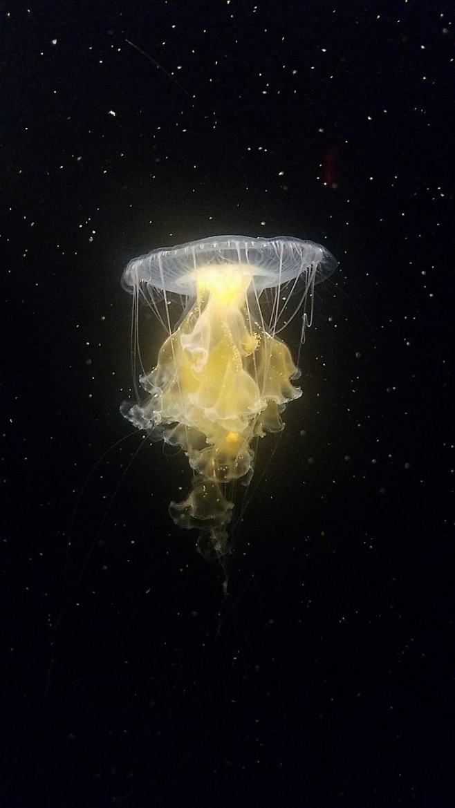 水母