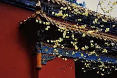 花卉摄影｜LOFTER（乐乎） - 让兴趣，更有趣