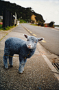 Blue sheep