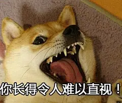 #好玩的表情包# #说说你想要的表情包# 神烦狗表情包，这只狗狗超级逗耶，为什么它作为一只狗，可以表情如此丰富呢