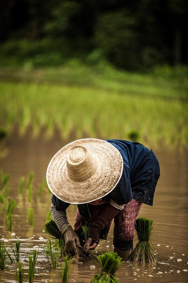 种稻时戴棕色草帽的人选择性聚焦摄影