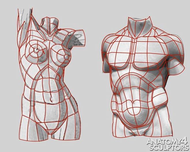 Anatomy For Sculptor...