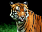 动物橙色老虎傻猫闭着眼睛 - 壁纸（#153292）/ Wallbase.cc