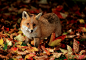 秋天落叶上的可爱小狐狸摄影图片