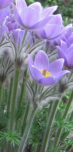 臭明古采集到繁花似锦❤～