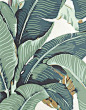 Hinson & Co. wallpaper Martinique in green: 