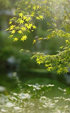 菜痞~DongLai采集到图文