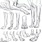 犬科动物绘制教程：狼与狗的画法_手机搜狐网