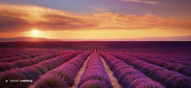 Photograph Lavender ...