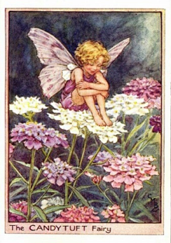 爱画画的小呆毛采集到Cicely Mary Barker