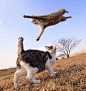 日本非常火爆的猫咪写真集——《飞行猫》日本摄影师五十岚健