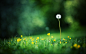 flowers grass dandelions depth of field  / 2560x1600 Wallpaper