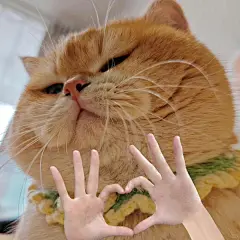 可爱猫猫表情包_1_吃了饼干_来自小红书网页版