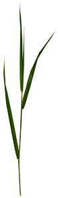 植物 树木 绿色 白底图 盆景 装饰物 (47)