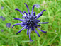 球形恶魔的爪, 花, 春天, 春天的花, 盛开, 性质, 厂, 蓝色 Phyteuma, 蓝色