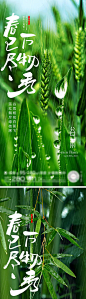 谷雨节气海报-源文件