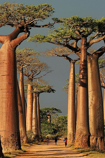 megazal:

Baobab All...
