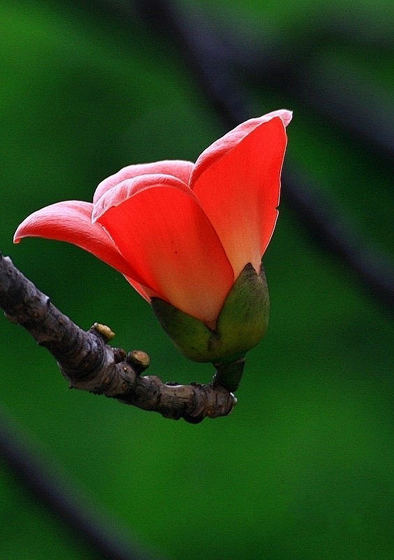 木棉花