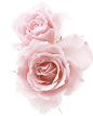 白色玫瑰 玫瑰花 清晰 花瓣 素材 装饰元素免抠png图片壁纸