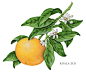 Botanical illustrations of lemons used on packaging.