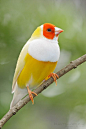Lady Gouldian Finch. Reminds me of sunshine. ❣Julianne McPeters❣ no pin limits