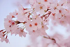 全部尺寸 | 桜 | Flickr - 相片分享！