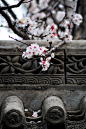 White Plum Blossoms in Xi'an Ancient City, China: 