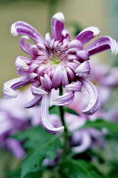 、雨茜采集到菊花