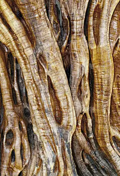 这是一棵700年的橄榄树
