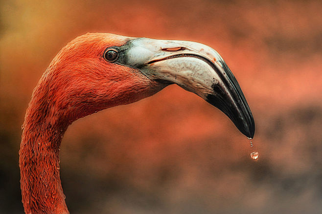 flamingo by Detlef K...