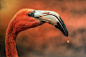 flamingo by Detlef Knapp on 500px
