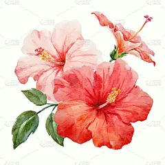 水彩的热带芙蓉花