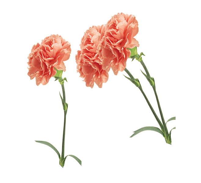 康乃馨母亲节感恩节png免抠素材133