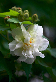 京田海子a采集到花花世界【植物】