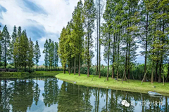 耶博小可爱biu~采集到Landscape丨植物造景