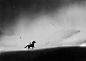 black and white horse Drawing  Digital Art  ILLUSTRATION  Procreate artwork digital illustration art digital