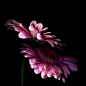Magda Indigo的花卉摄影，单纯觉得很美，分享给大家~
