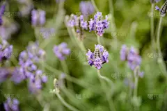 熏衣草,水平画幅,无人,偏远的,特写,想法,花束,田地,植物,泡泡