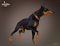 The House of Magic // Doberman, Yannick Vincent : A doberman for the movie The House of Magic,
I did shading, texturing, and grooming on it! Also the posing!
The model was done by Olivier Couston,