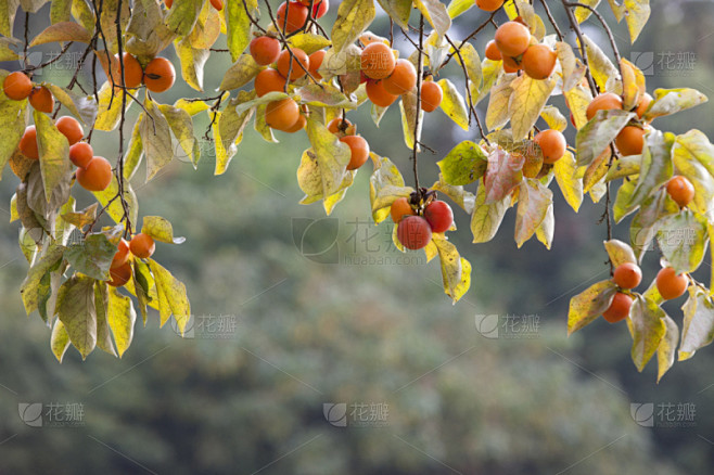 水果,柿子树,自然,水平画幅,地形,秋天,无人,户外,特写,植物素材-花瓣网
