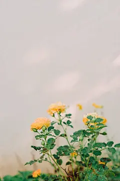 唯美桌面壁纸, 增長, 夏天 的 免费素材图片