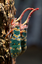 earthlynation:<br/>(via 500px / Two Pyrops candelaria on tree by Earnest Tse)…有重复提示下！~\(≧▽≦)/~啦啦啦<br/>葬花楼楼主◕‿◕ ：<a class="text-meta meta-link" rel="nofollow" href="<a class="text-meta meta-link" rel=&am