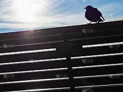 星城坐在长椅上的剪影