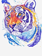 插画高清素材 插画 水彩 老虎 蓝色 元素 免抠png 设计图片 免费下载 页面网页 平面电商 创意素材